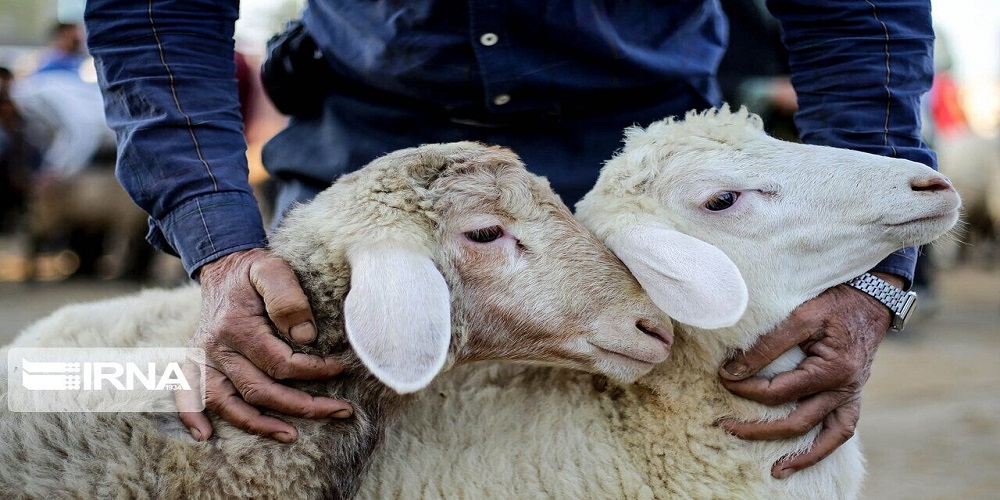 توزیع گوشت ۷۰ راس گوسفند بین نیازمندان حاجی آباد زیرکوه